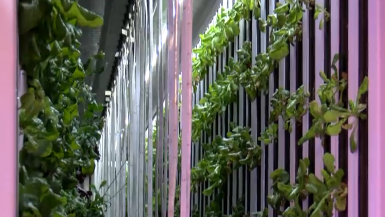 hydroponic lettuce farm, school programs in Kansas, agricultural education, students, science